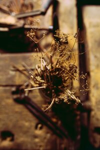 Flowers old vintage