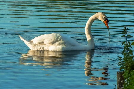Swan water lake photo