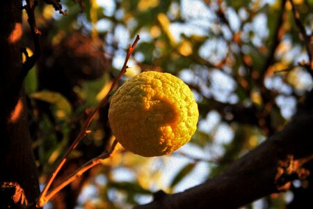 Lemon citrus yellow photo