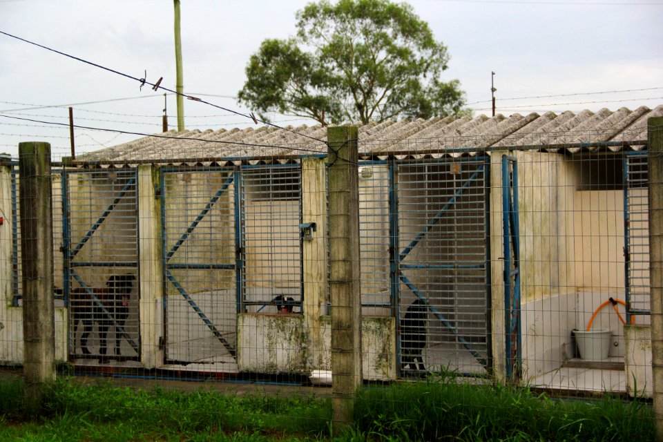 15.01.2019 - SMS - Cães para Adoção no Canil Municipal - Foto Marcel Avila