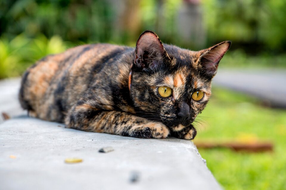 Cat for him Free photos