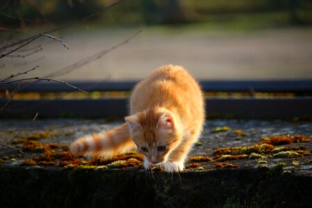 Moss stone wall cat baby