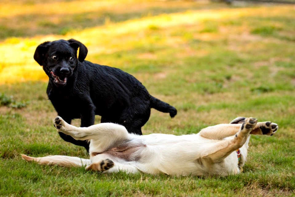 2015 08 19-Puppy Gone Wild-227