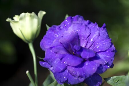 Flower plant garden