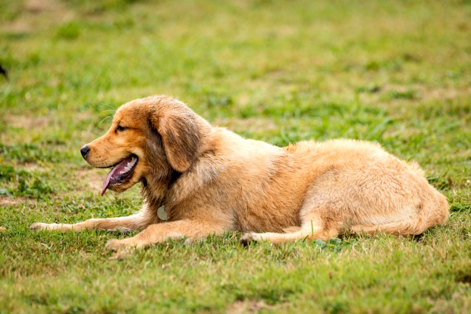 2015 08 19-Puppy Gone Wild-775