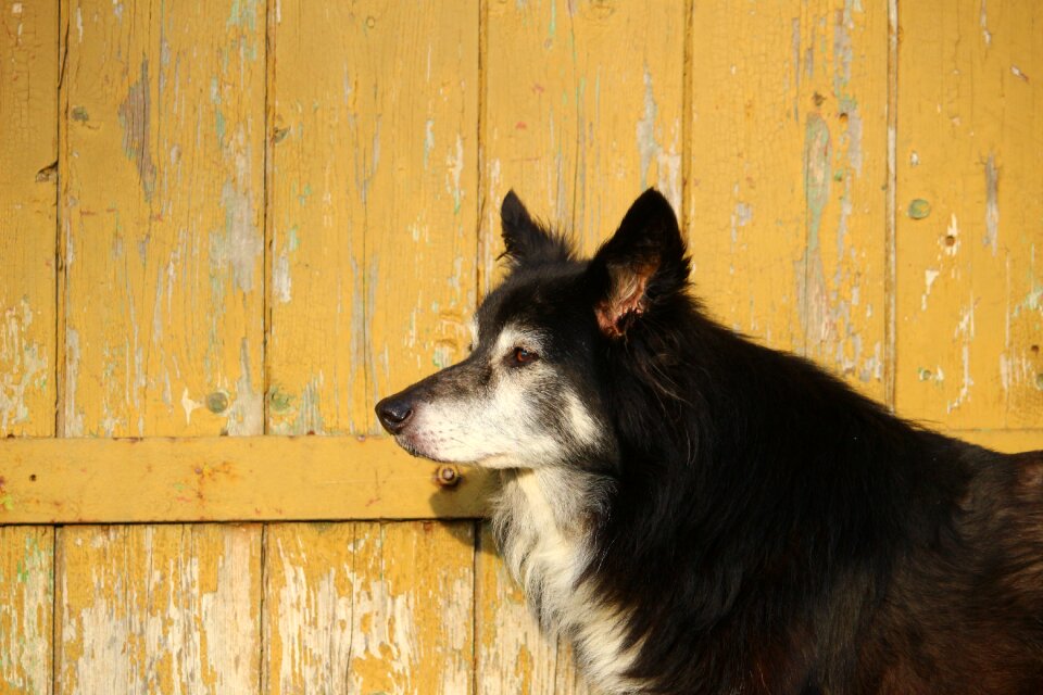 Border collie british sheepdog photo