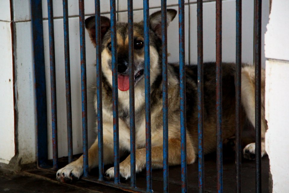15.01.2019 - SMS - Cães para Adoção no Canil Municipal - Foto Marcel Avila