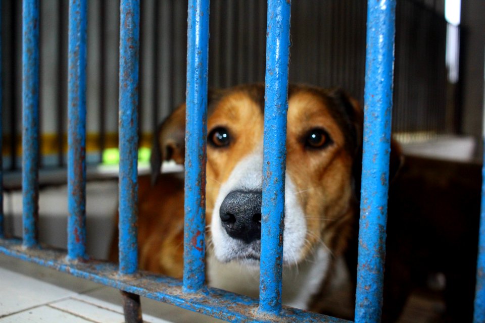 01.10.2018 - SMS - Especial Dia dos Animais - Foto Marcel Avila