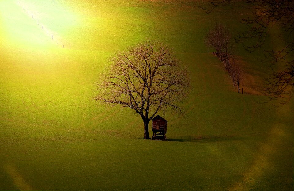 Meadow nature sunlight