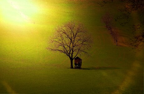 Meadow nature sunlight