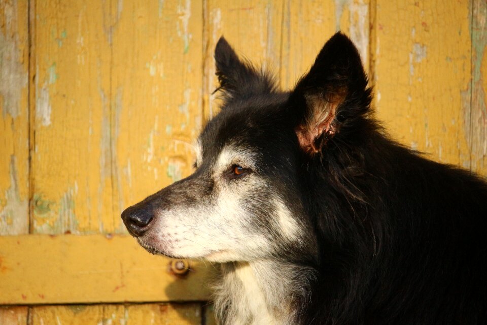 Wooden wall collie british sheepdog photo