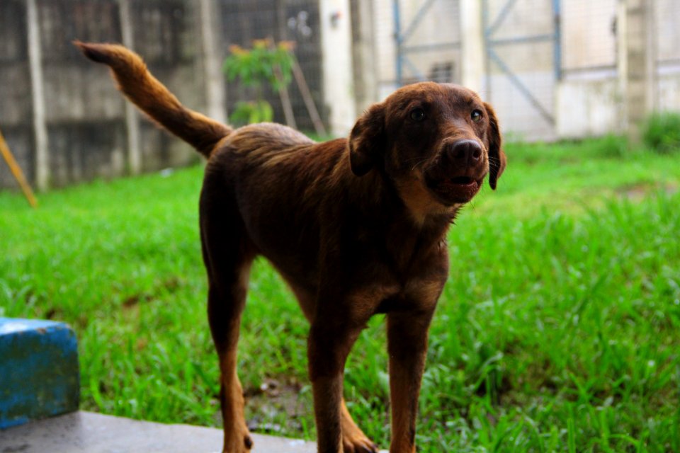 15.01.2019 - SMS - Cães para Adoção no Canil Municipal - Foto Marcel Avila