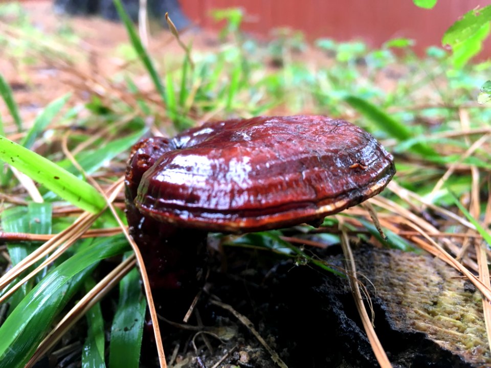 ganoderma sp.