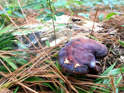 ganoderma sp. (2)