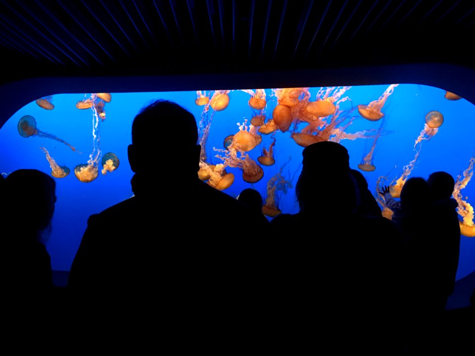 jellyfish theater