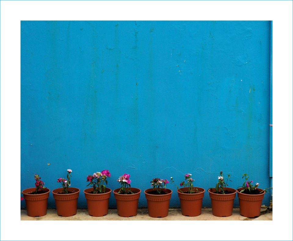 flower pots photo