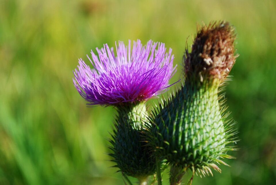 Flower plant thistle spiny