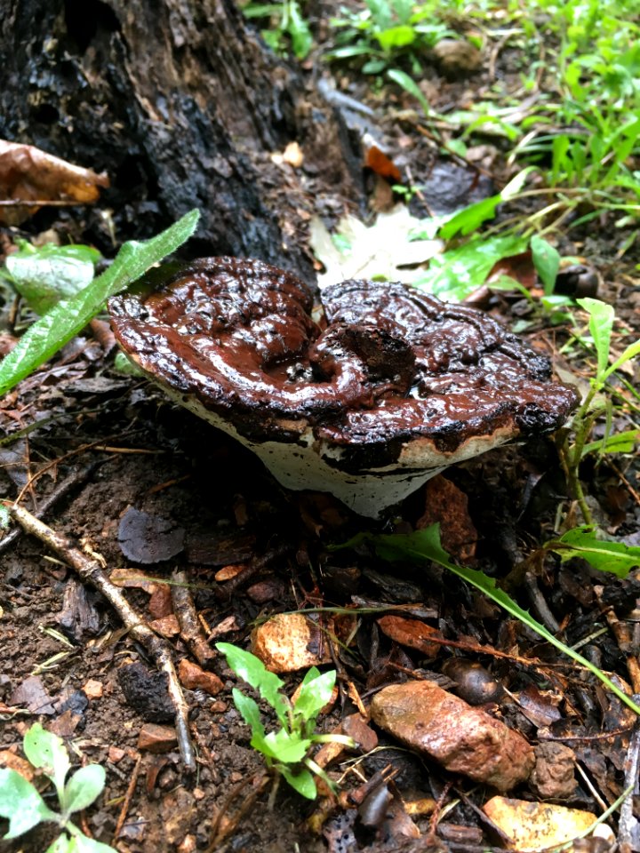 leathery vase-shaped fungus