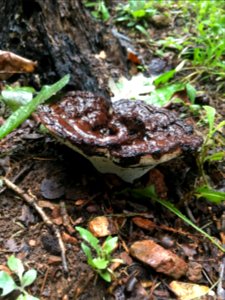 leathery vase-shaped fungus