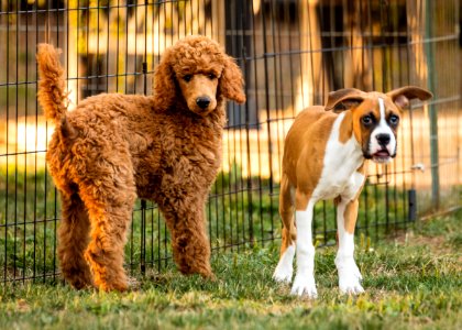 2015 08 19-Puppy Gone Wild-157