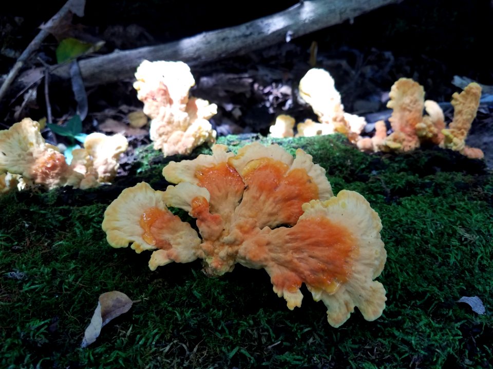 Sulfur-colored chicken of the woods (Laetiporus sulphureus) photo