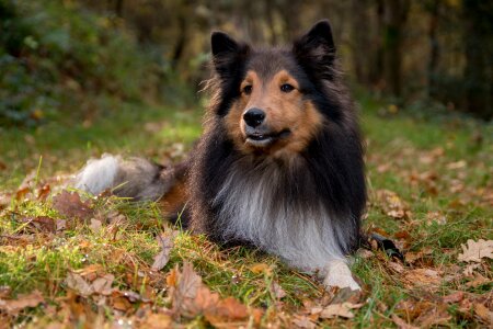 Dog lying forest