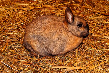 Brown dear animal
