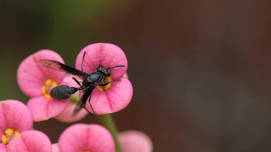 Animal black wildlife photo