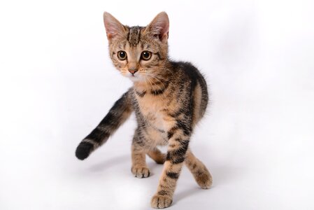Kitten cat pet