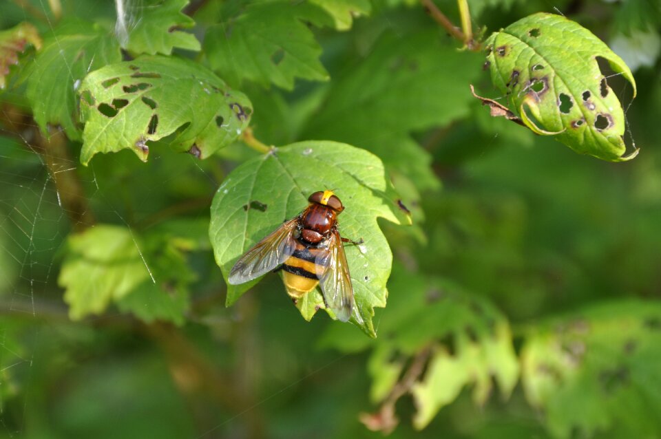 Volucella zonaria hornet hoverfly summer