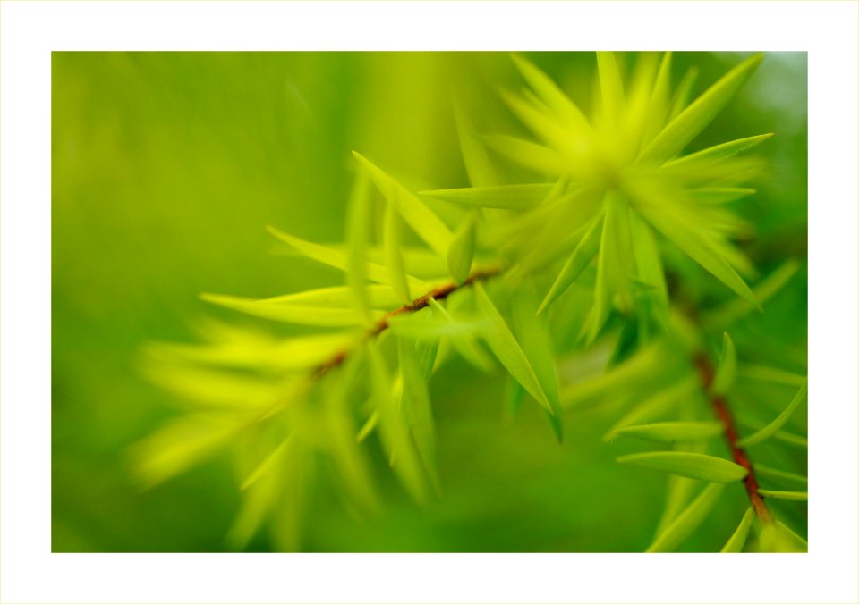 Needle leaves from the pine tree