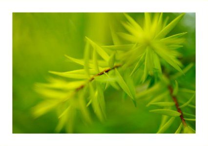 Needle leaves from the pine tree photo