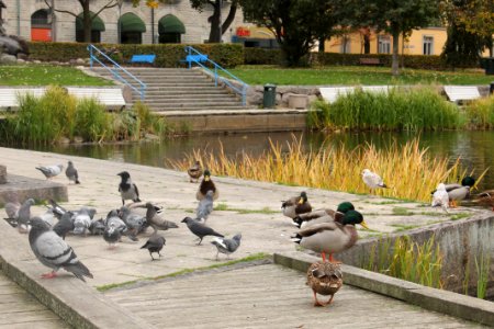 birds eating breadscraps photo
