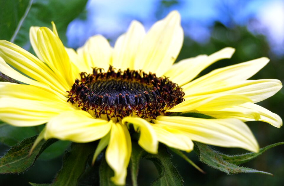 Flowers summer yellow
