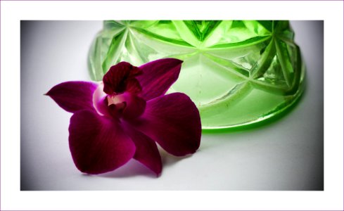 Orchid - still life photo
