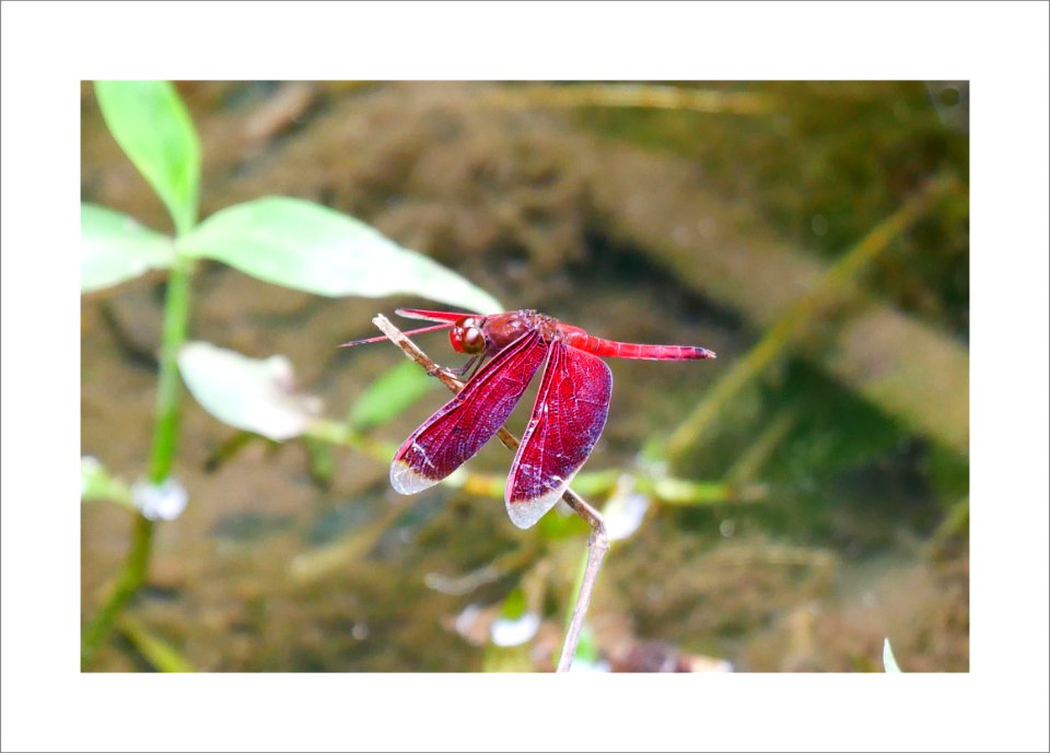 Red dragonfly