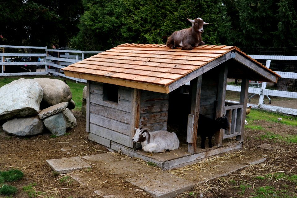 Goat sitting on top of a house