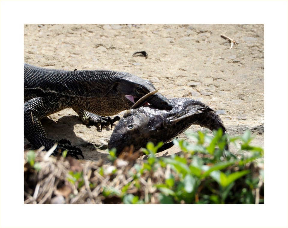 Monitor lizard and its food
