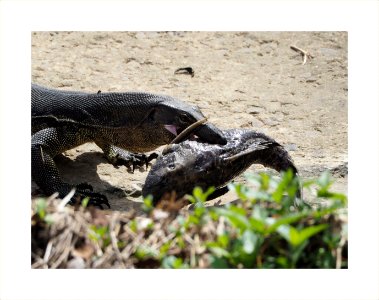 Monitor lizard and its food