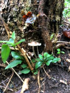 small mushrooms and plants
