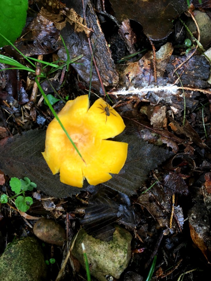 mushroom with spider