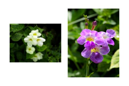 Roadside flowers photo