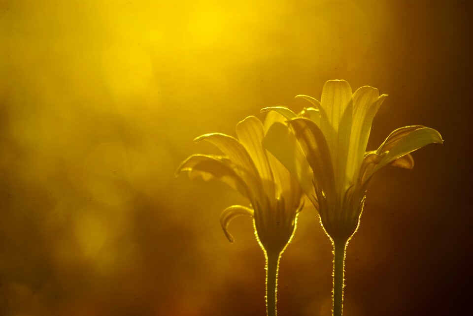 Yellow evening mist twilight bokeh