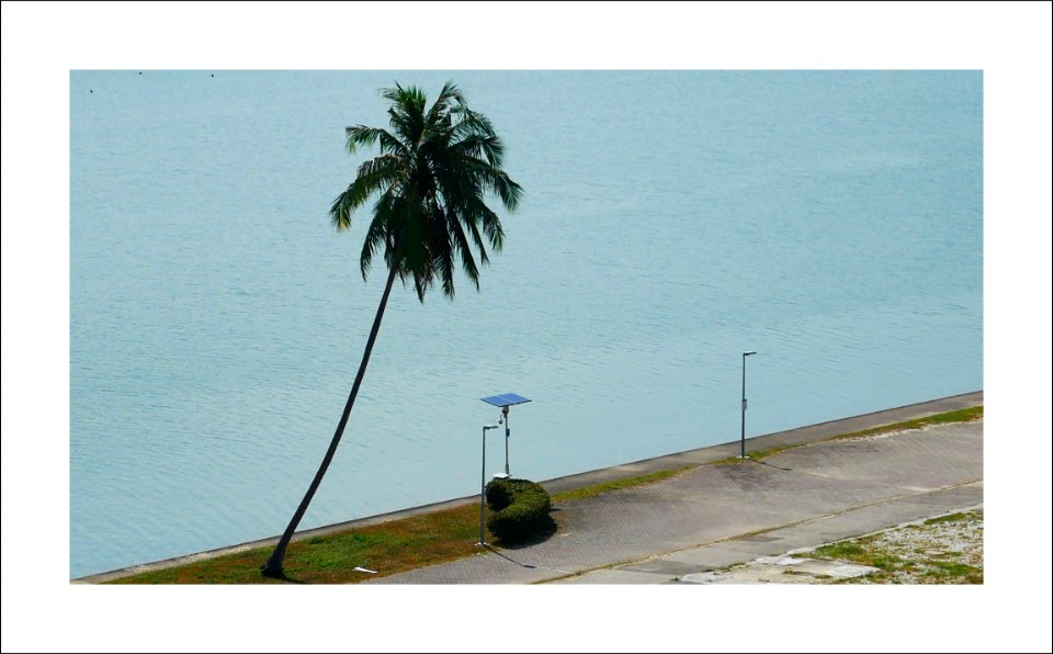 Coconut tree photo