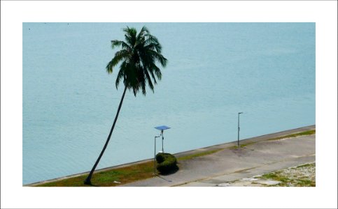 Coconut tree photo