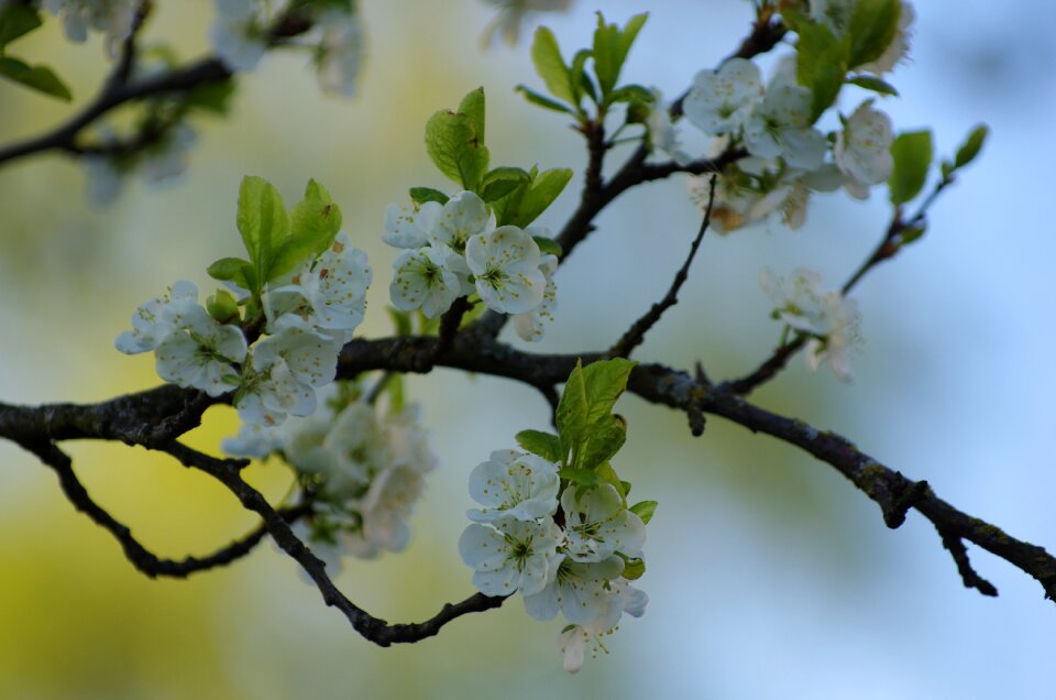Plum tree blooming garden
