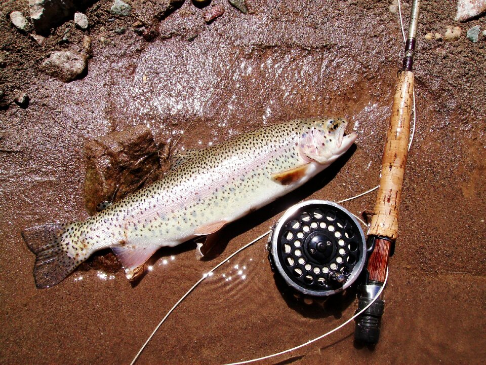 Fishing return ecology