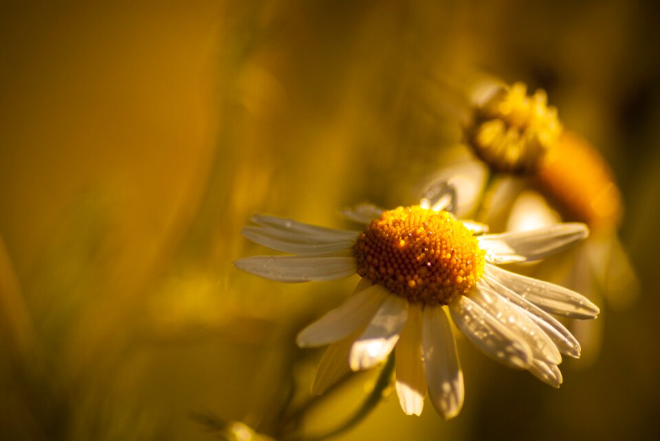 Field blossomed light