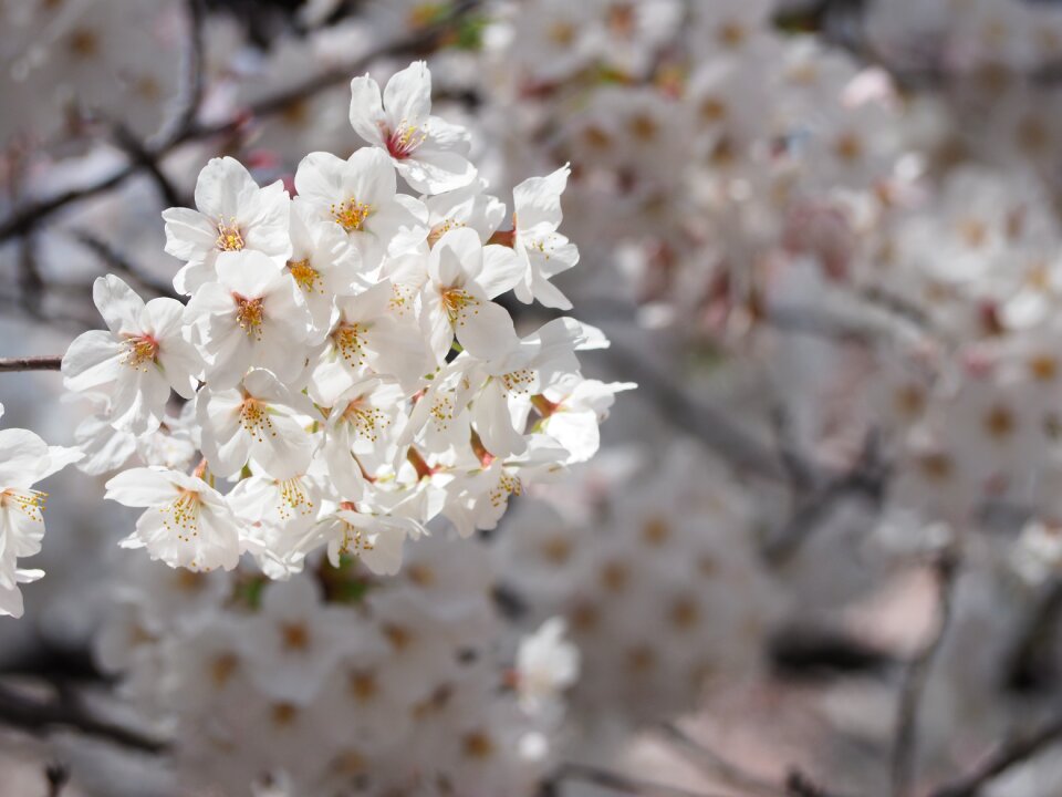 Flowers japan spring flowers