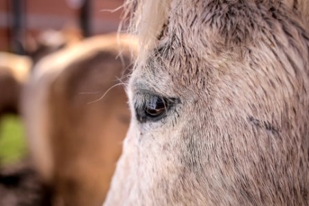 31.07.2018 Entrega de cavalos para adoção - Fotos Gustavo Mansur
